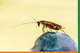 Клеевые ловушки от тараканов: работают ли они на 100%? Разбираемся!